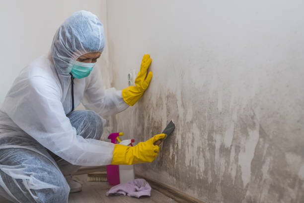 Best Mold Odor Removal Services  in Saline, MI
