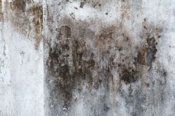 Best Dehumidification Services  in Saline, MI
