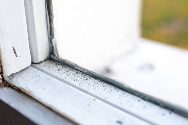Trusted Saline, MI Mold Removal Experts