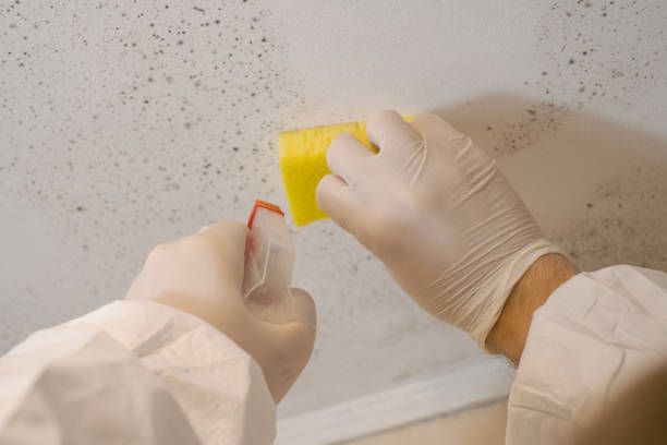Best Emergency Mold Remediation  in Saline, MI