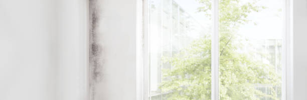 Best Environmental Consulting for Mold Prevention  in Saline, MI