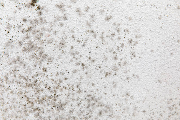 Asbestos and Lead Testing During Mold Inspection in Saline, MI