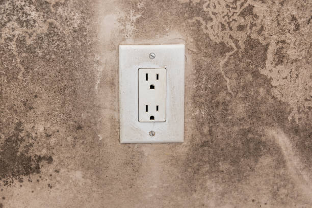 Best Forensic Mold Investigation  in Saline, MI