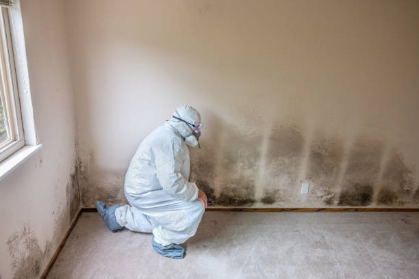 Best Mold Removal for HVAC Installations  in Saline, MI
