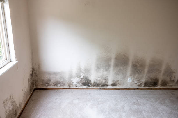 Best Black Mold Removal  in Saline, MI