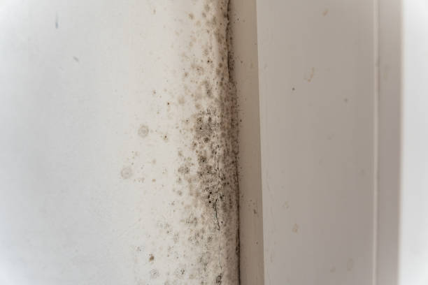 Best Residential Mold Inspection & Testing  in Saline, MI