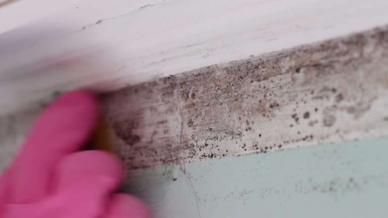 Best Post-Construction Mold Inspection  in Saline, MI